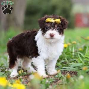 Avery, Yorkie Poo Puppy